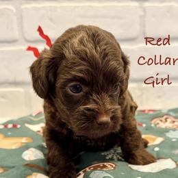 Red Collar Girl - Chocolate female Goldendoodle puppy in San Augustine, Texas from Vintage Doodles