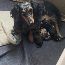 Joy - Dachshund