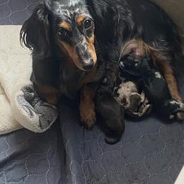 Joy - Dachshund