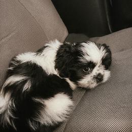 Shih Tzu Puppies from Adams Pawsitive Pawfection