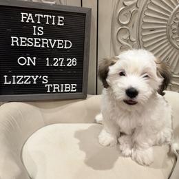 Fattie - White male Coton de Tulear puppy in Surprise, Arizona from Lizzy’s Tribe