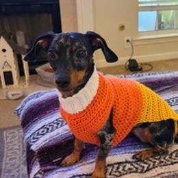 Dachshunds from Private Breeder