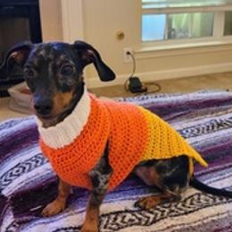 Dachshunds from Private Breeder
