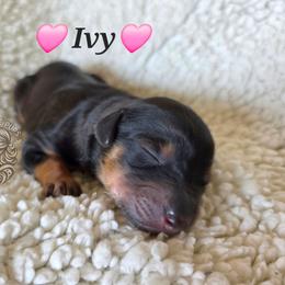 Ivy - Black female Goldendoodle puppy in Chattanooga, Tennessee from Hilltop Cuddle Pups