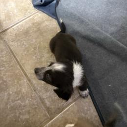 Sarah - Piebald female Dachshund puppy in Athens, Alabama from 4 Moore Ranch