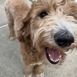 Poodles from Pure Poodles by the Chesapeake Bay