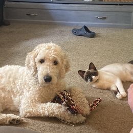 Goldendoodle and Golden Retriever All Grown Up from ZuGolden Retrievers