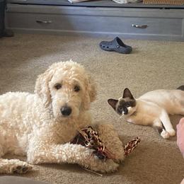 Goldendoodle and Golden Retriever All Grown Up from ZuGolden Retrievers
