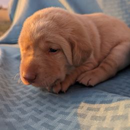 Dilute Retriever and Labrador Retriever Puppies from LC Hunting Labs, LLC.