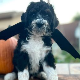 Dracula "Drake" - Aussiedoodle puppy from MacDoodle K9