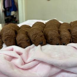 Boy 3 spot - Red  male Poodle puppy in Henefer, Utah from Mountain Valley Poodles
