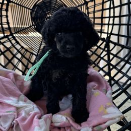 Boy 5 - Black male Poodle puppy in Lathrop, California from Stellar Poodles