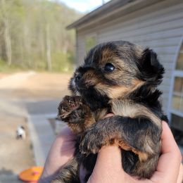 Great Dane and Yorkshire Terrier Puppies from Chuck City Danes