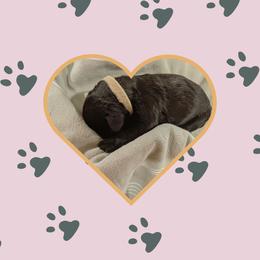Jen - Black female Portuguese Water Dog puppy in Jacksonville, Florida from Atlantic Coast PWD