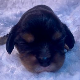 Hugo - Black and tan male Cavalier King Charles Spaniel puppy in Zion Crossroads, Virginia from Karma's Cavaliers