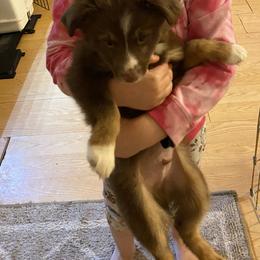 Miniature Australian Shepherd and Toy Australian Shepherd Puppies from Cherry Grove Kennel