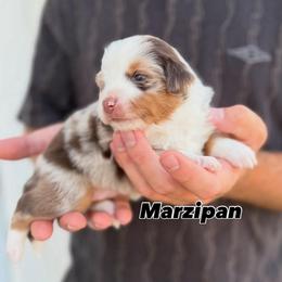 Marzipan - Red merle female Miniature American Shepherd puppy in Riverton, Utah from Iron Spirit Homestead & Aussies