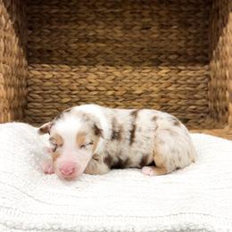 Kenny - Red merle male Australian Shepherd puppy in Unionville, Iowa from Soap Creek Kennels