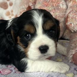 Meg - AKC - Tri-color female Cavalier King Charles Spaniel puppy in Mc Louth, Kansas from Harmony Valley Cavaliers & Havanese