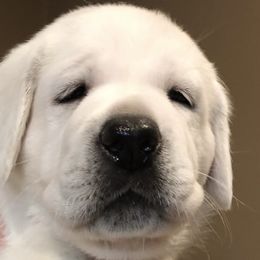 Labrador Retriever Puppies from Luxe Labradors