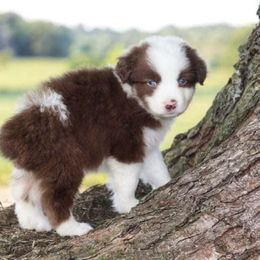 Australian Shepherd Puppies from Miracle Meadows Aussies