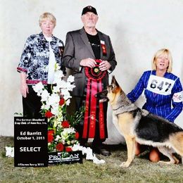 German Shepherd All Grown Up from DCAN's German Shepherds