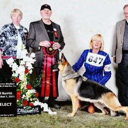 German Shepherd All Grown Up from DCAN's German Shepherds