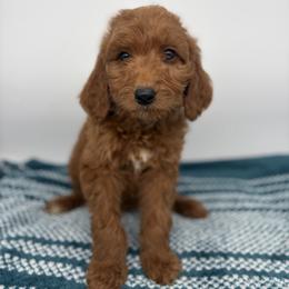 Beatrice - Red  female Goldendoodle puppy in Smithfield, Kentucky from KBK9 Kennels