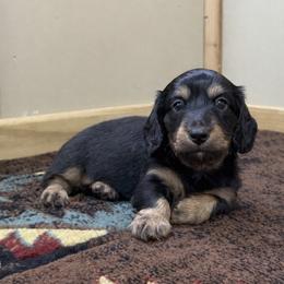Black and cream boy - Black and cream male Dachshund puppy in Defuniak Springs, Florida from Anastasia Knight's Cocker Spaniels