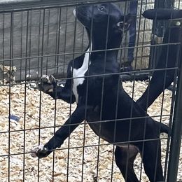Girl 1 - Black Cane Corso puppy in Waldorf, Maryland from Myles High Dog Club
