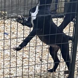 Girl 1 - Black Cane Corso puppy in Waldorf, Maryland from Myles High Dog Club
