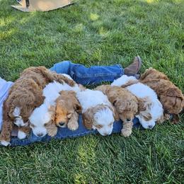 Cavapoo Puppies from North Ranch Doodles
