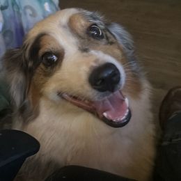 Sa’Fyre - Australian Shepherd