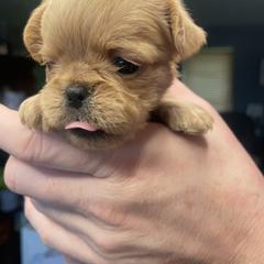 Brussels Griffon Puppies from Shelly's Brussels Griffons