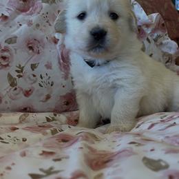 Sadie - Light golden female Golden Retriever puppy in Amarillo, Texas from Bluebonnet Goldens
