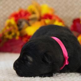 German Shepherd Puppies from Journey's German Shepherds (Kennel Vom Himmel)