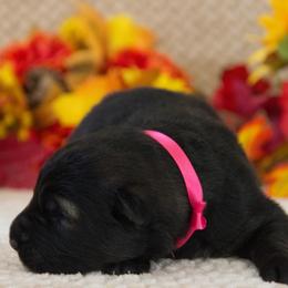 German Shepherd Puppies from Journey's German Shepherds (Kennel Vom Himmel)