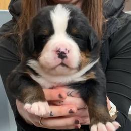 Blue Collar Male - Black rust and white male Bernese Mountain Dog puppy in Bristol, Tennessee from Holston Hollow Farm