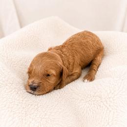 David - Red male Cavapoo puppy in Ephrata, Washington from Mustard Seed Cava Co.