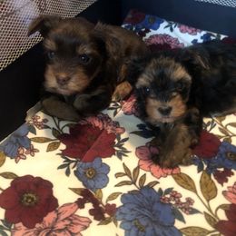 Yorkshire Terrier Puppies from Jackie Jenny’s Precious Yorkies