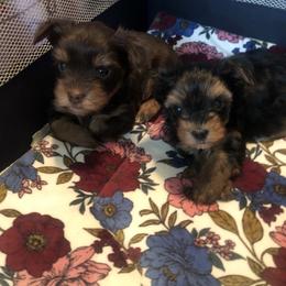 Yorkshire Terrier Puppies from Jackie Jenny’s Precious Yorkies