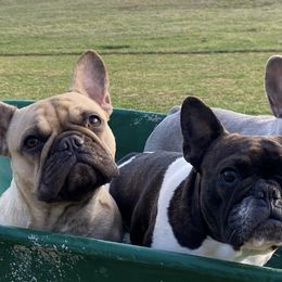 French Bulldogs from Five Post Farm Frenchies