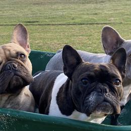 French Bulldogs from Five Post Farm Frenchies