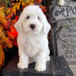Girl 1 - White female Bernedoodle puppy in Modesto, California from Two Doods Doodles