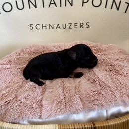 Black n silver girl - Black and silver female Miniature Schnauzer puppy in Bluffdale, Utah from Mountain Point Schnauzers