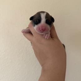 Char - White and red male Pembroke Welsh Corgi puppy in Red Bluff, California from Wilder Ranch Corgis