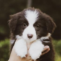 Border Collie Puppies from Astoria Border Collies