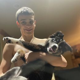 Australian Shepherd and Miniature Australian Shepherd Puppies from Integrity Aussies Tx