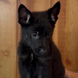 Kolt - Bi-color male German Shepherd puppy in Beech Grove, Arkansas from Ze Zadnich lesu