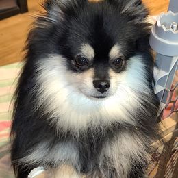 Quinn - Pomeranian